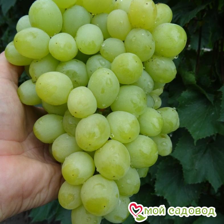 Виноград Валек мускатный