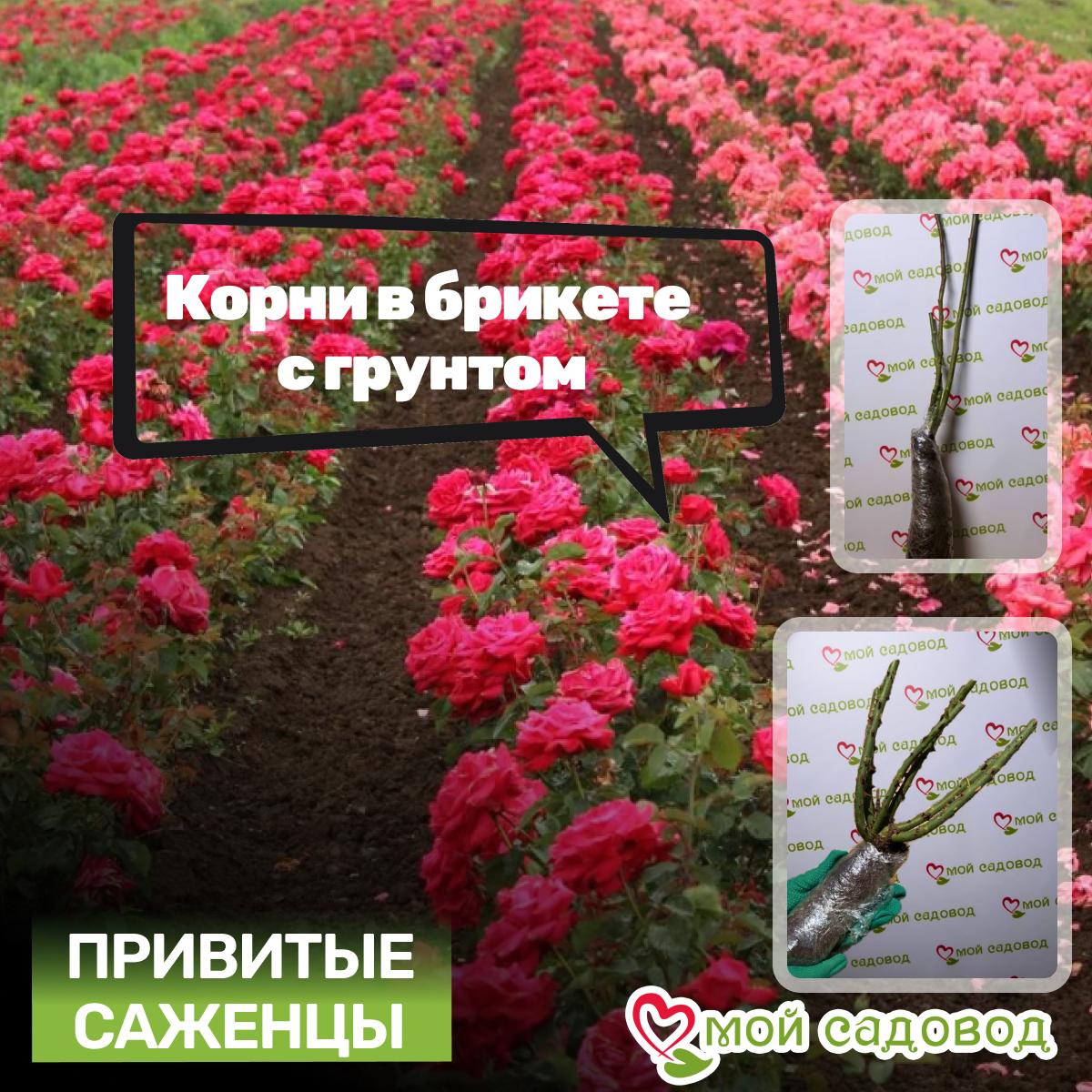 Роза Перпл Хейз